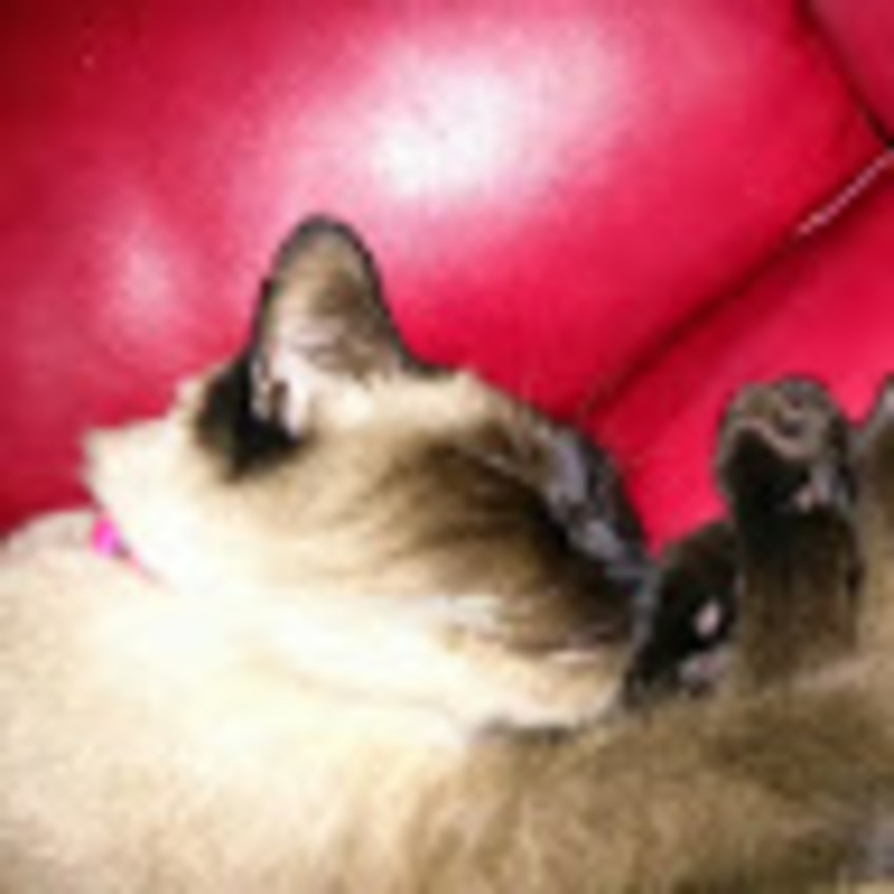 Meet your Posher, Isabel